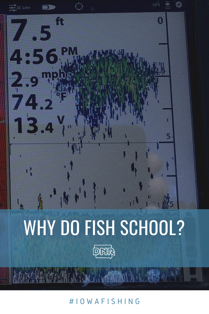 Have you ever wondered why fish group together in schools, like in this depth finder? We tell you why!  |  Iowa DNR